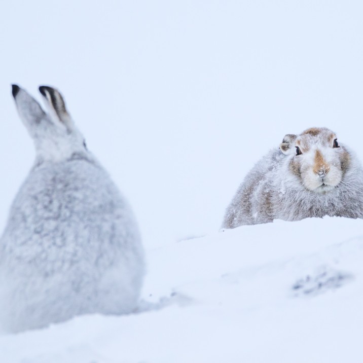 Pair of Hare's