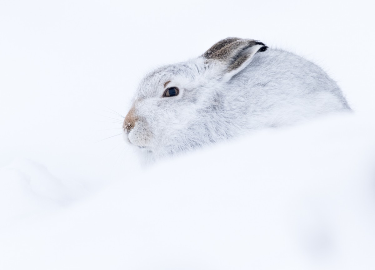 Hare Today