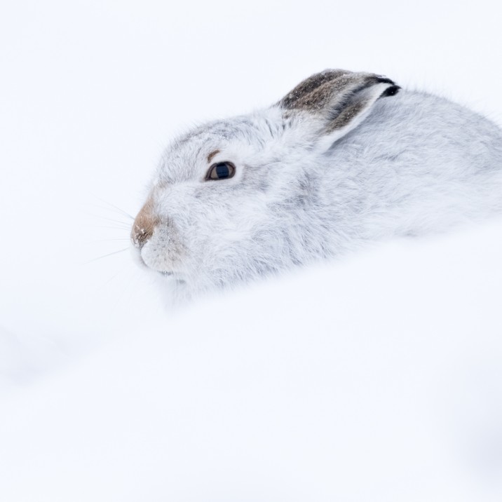 Hare Today