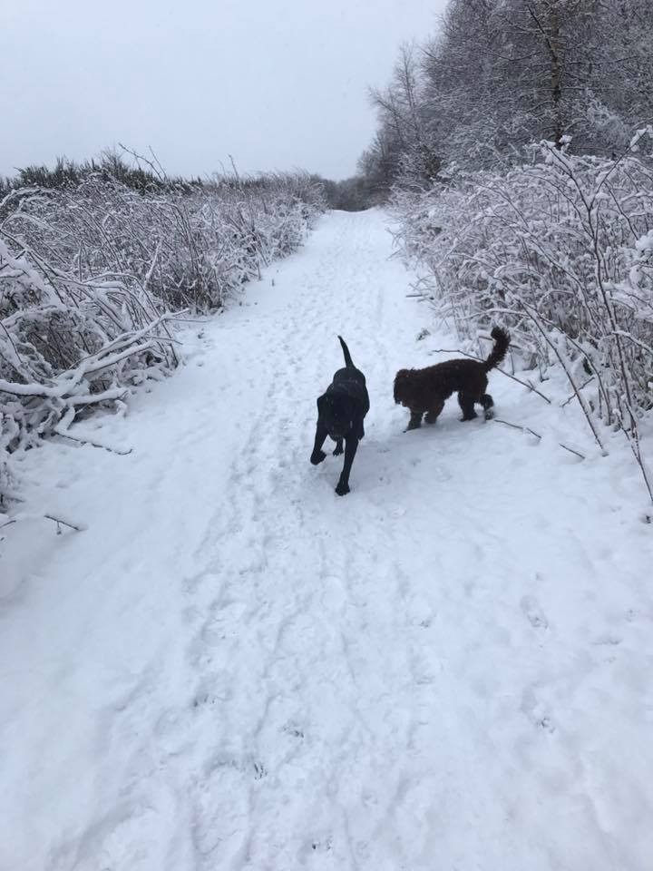 It's a dog's life at Craigie Hill.