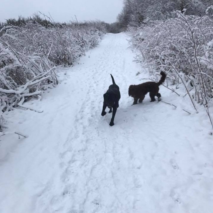 It's a dog's life at Craigie Hill.