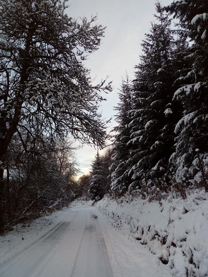 Snow tipped trees in little Glenshee
