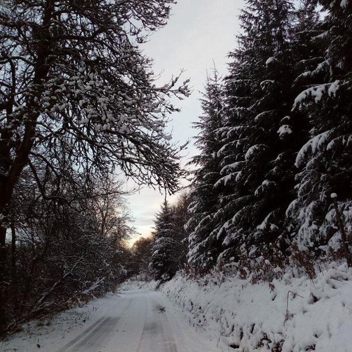 Snow tipped trees in little Glenshee