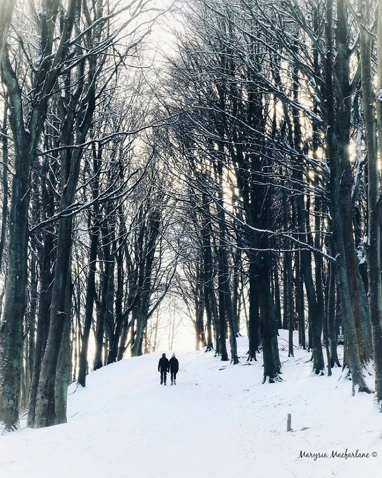 The forest at Kinnoull Hill.