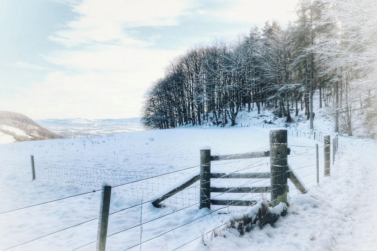 Kinnoull Hill Woodland