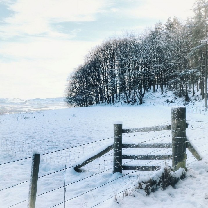 Kinnoull Hill Woodland