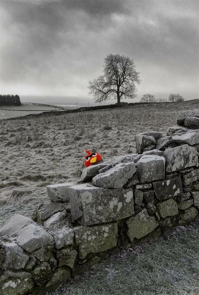 Rare spotting of the fabled Angry Bird at Belvaird