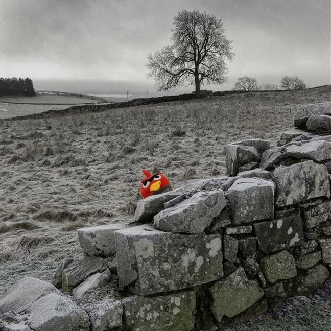 Rare spotting of the fabled Angry Bird at Belvaird