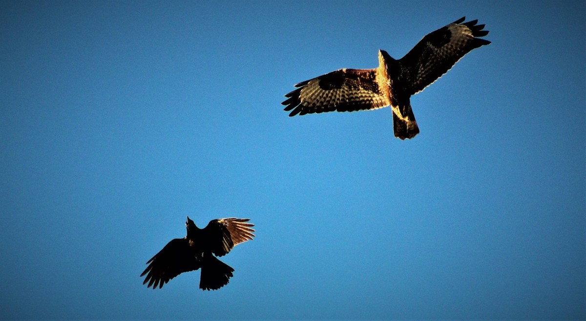 Crow and Buzzard in flight