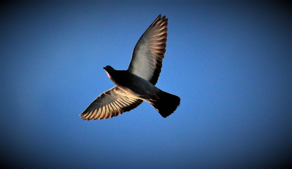 Humble pigeon in flight