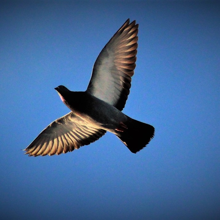 Humble pigeon in flight