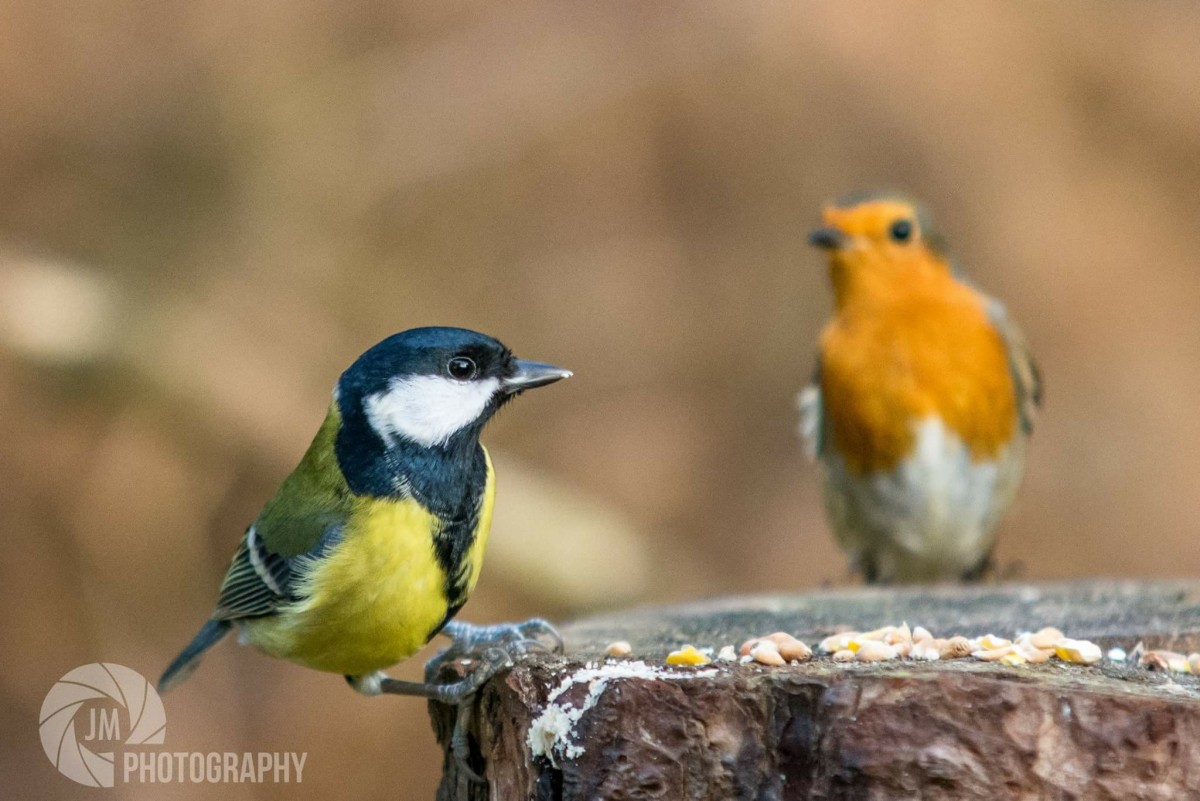 Blue Tit and Robin
