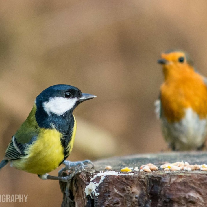 Blue Tit and Robin