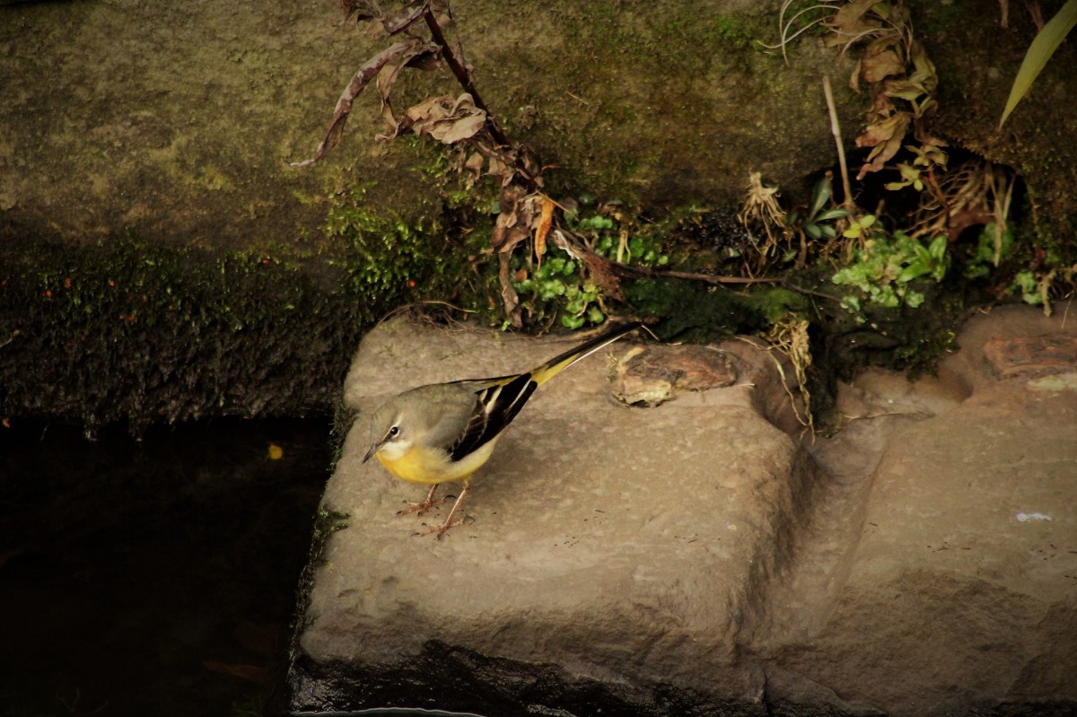 Wagtail at the lade
