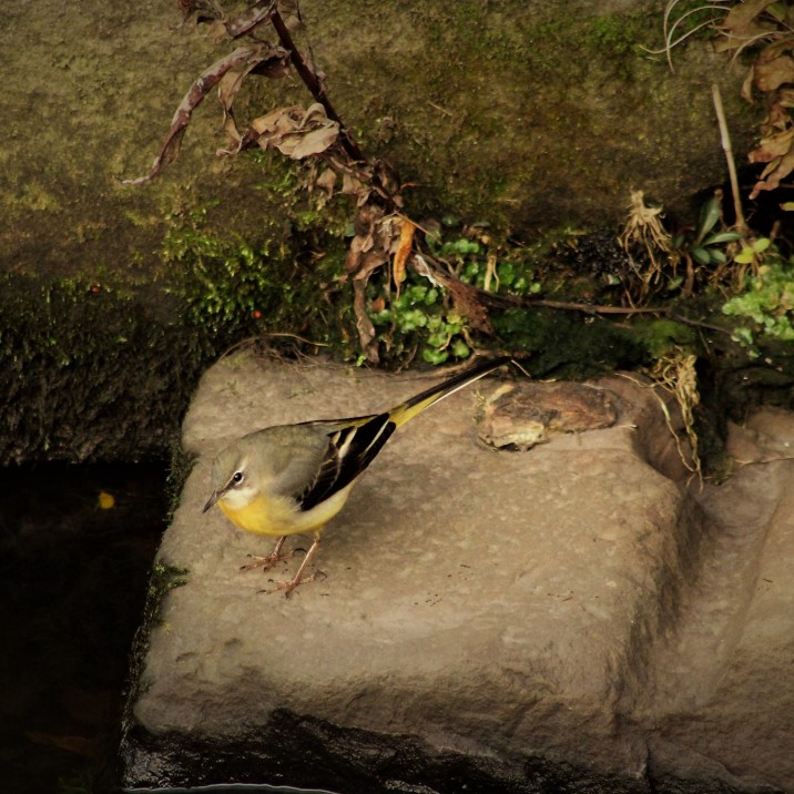 Wagtail at the lade