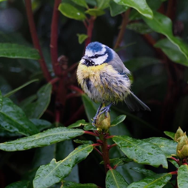 Dishevelled Blue Tit-