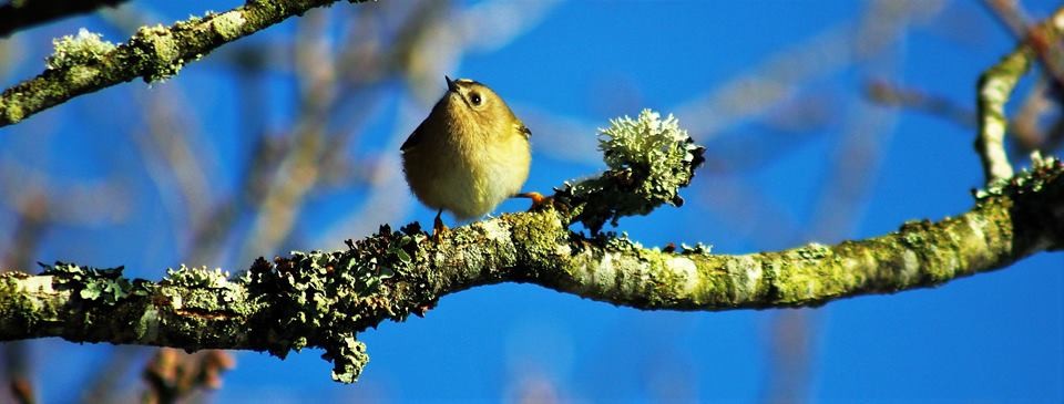 Goldcrest