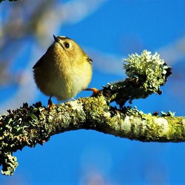 Goldcrest