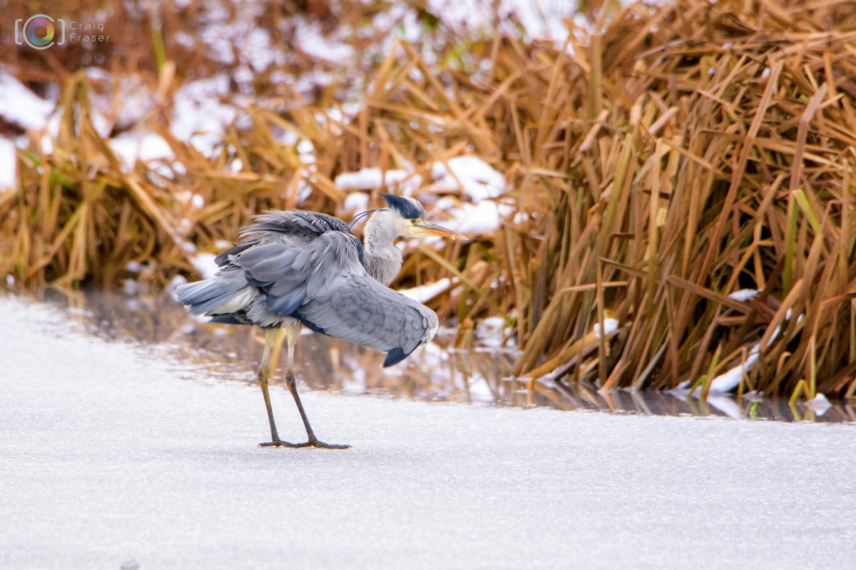 Heron in the reeds