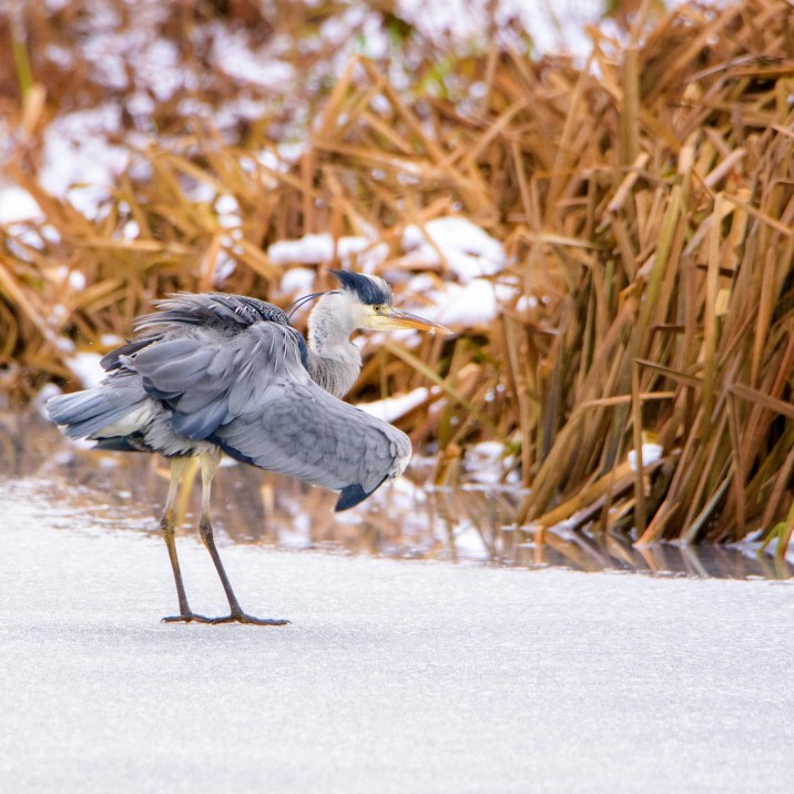 Heron in the reeds