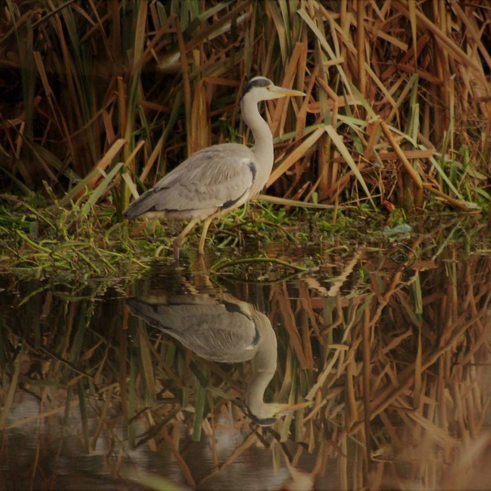 Heron North Inch Golf Course
