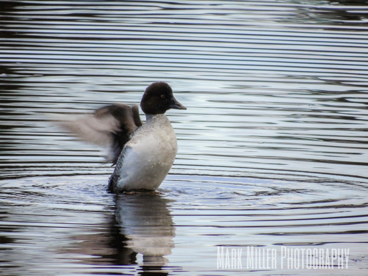 Duck splashing in pond