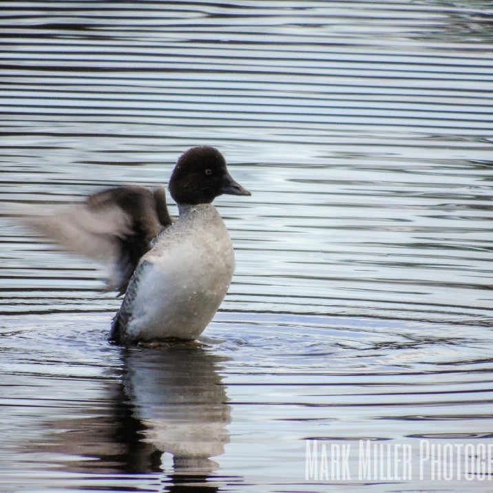 Duck splashing in pond