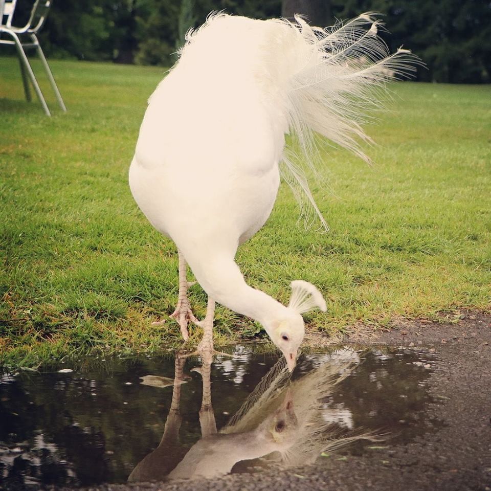 Peacocking at Scone Palace