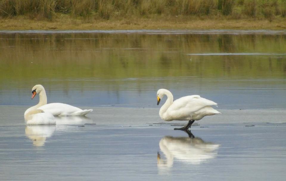 Swan... err ... river!