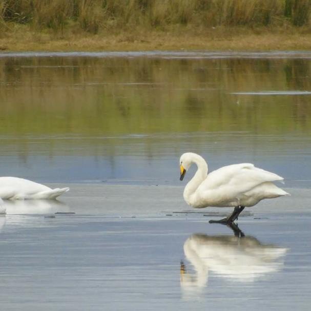 Swan... err ... river!
