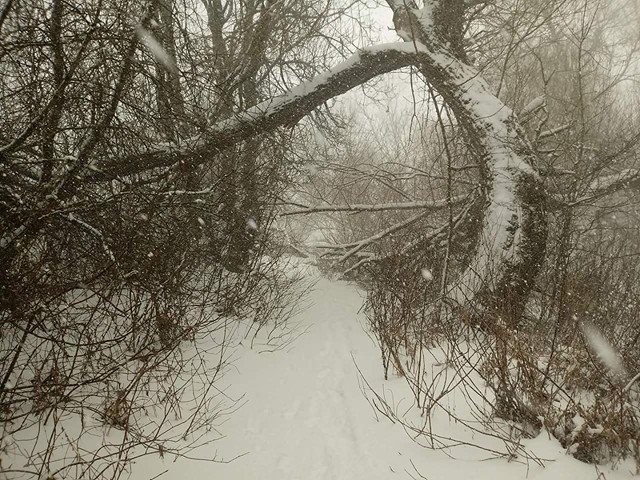 Snow covered branches at Woody Island