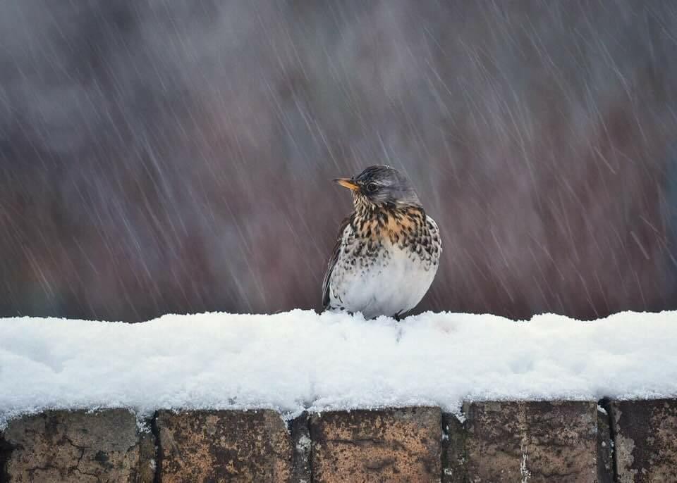 A Fieldfare nestled on a snow-topped wall.