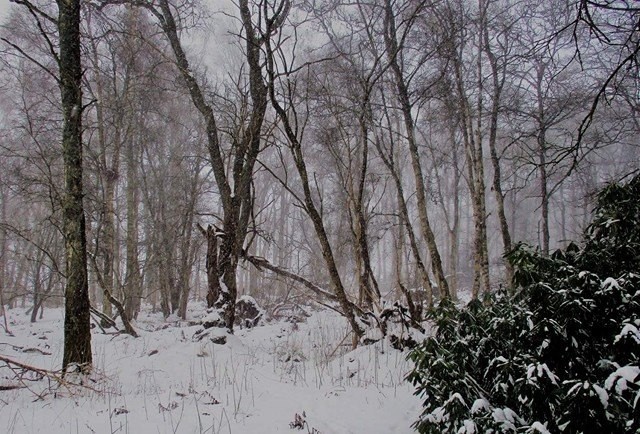 Scone Woods in the snow
