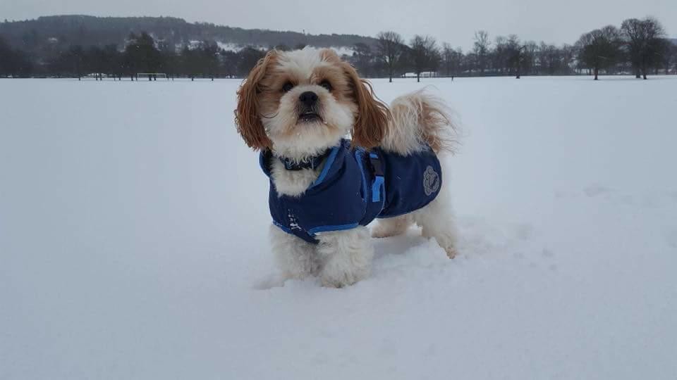 Baxter enjoying the snow at The South Inch