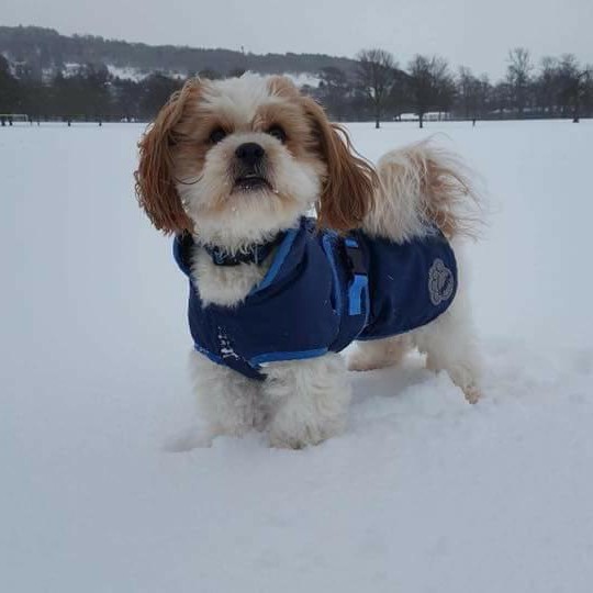 Baxter enjoying the snow at The South Inch