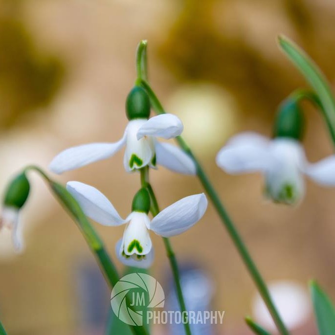 Snowdrops