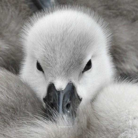 Feels like baby ducks.