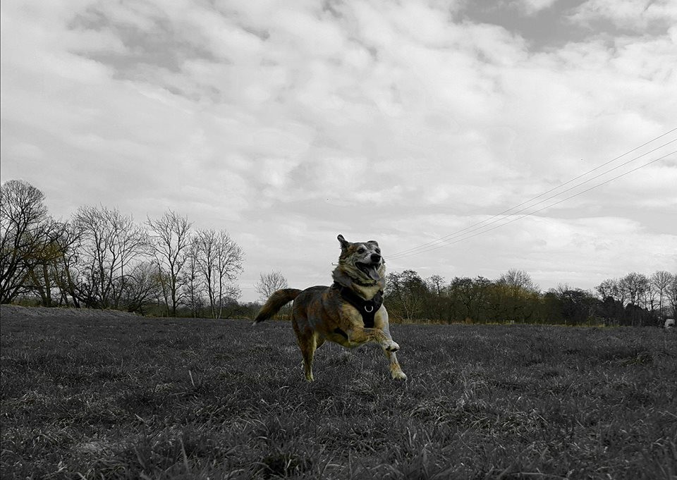 MILLIE IN FLIGHT AT WISHIES MEADOW
