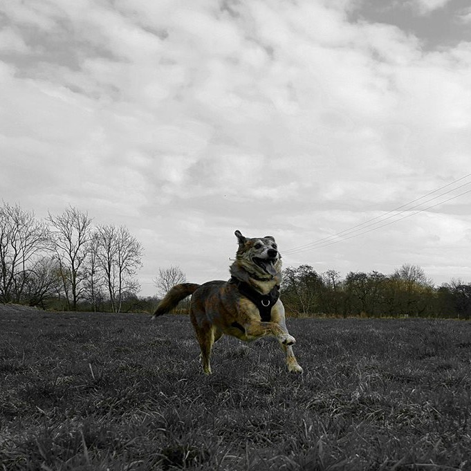 MILLIE IN FLIGHT AT WISHIES MEADOW