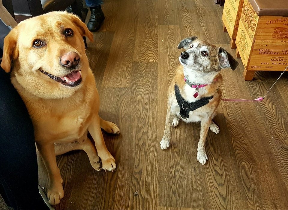 MILLIE AND DEXTER IN BLEND