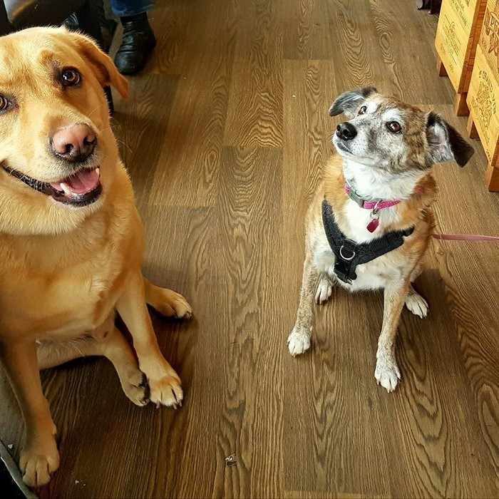 MILLIE AND DEXTER IN BLEND