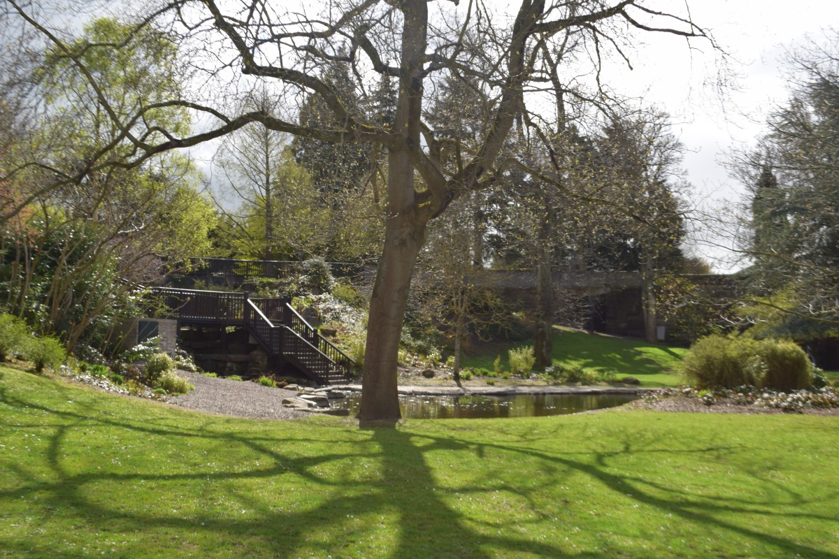 The Trees of Scotland