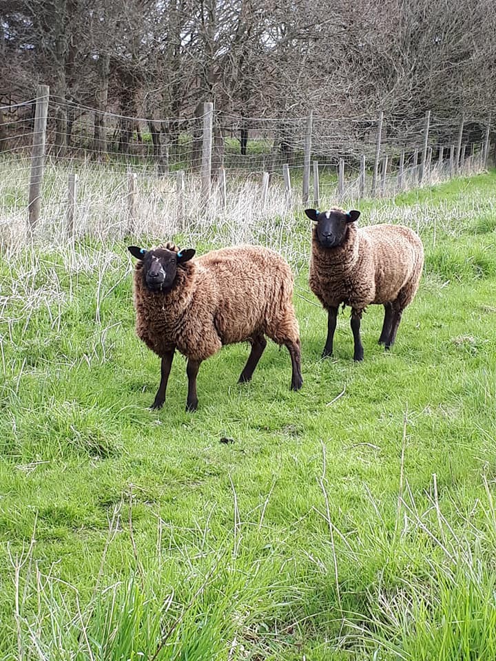 New Sheep on the Block Sam and Katie!