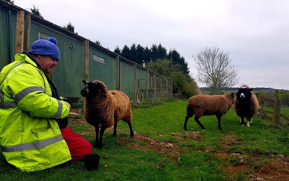 Sheep Samantha, Katie and Peppermint