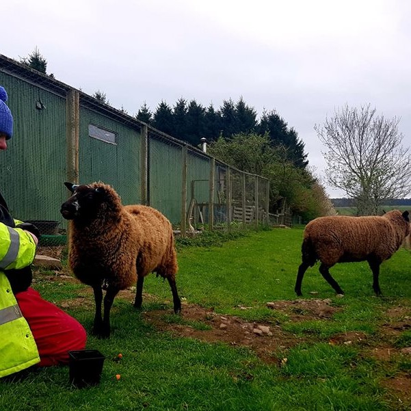 Sheep Samantha, Katie and Peppermint