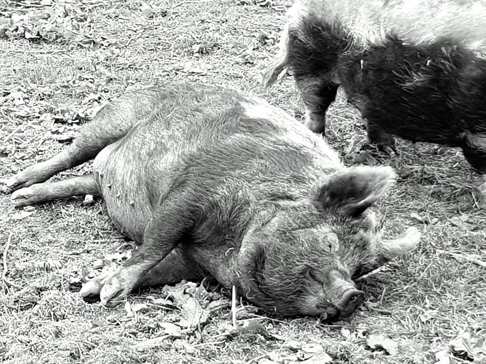 Happy as a pig in...