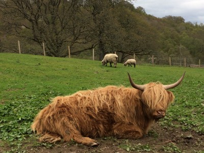 Auchingarrich Wildlife Centre Review