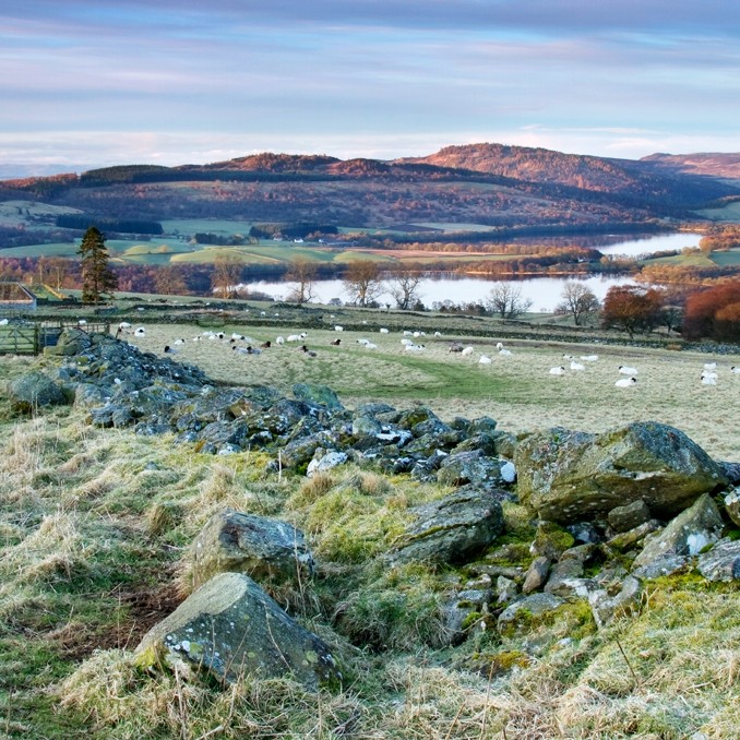 An idyllic country scene with sheep roaming free!