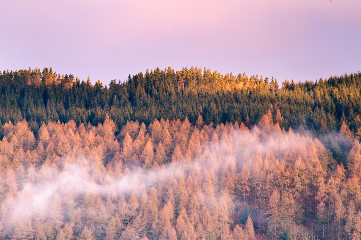 "Big Tree Country" Dunkeld skyline