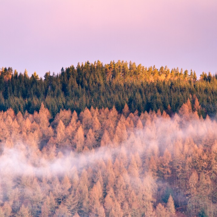 "Big Tree Country" Dunkeld skyline